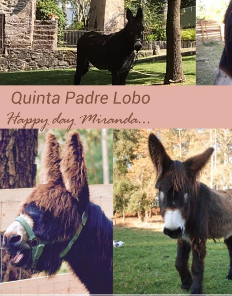منزل الضيف سانتا ماريا دا فييرا  في Quinta Padre Lobo المظهر الخارجي الصورة