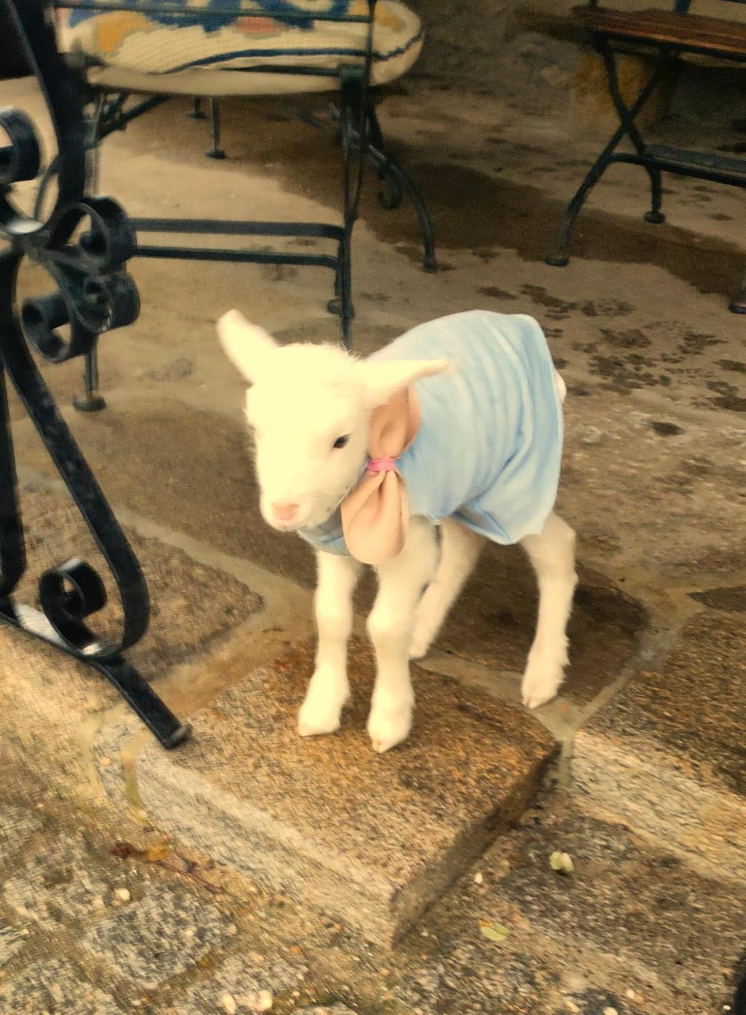 منزل الضيف سانتا ماريا دا فييرا  في Quinta Padre Lobo المظهر الخارجي الصورة