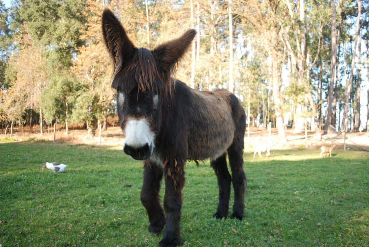 منزل الضيف سانتا ماريا دا فييرا  في Quinta Padre Lobo المظهر الخارجي الصورة